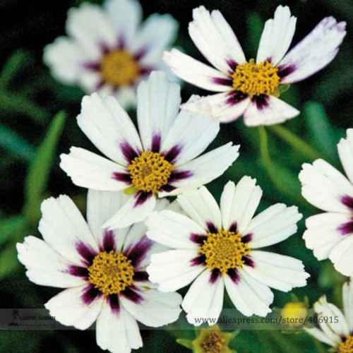 Heirloom Star Cluster Perennial White Purple Coreopsis Flower Seeds, Professional Pack, 20 Seeds / Pack, Mound-shaped Flowers