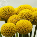 Rare Beautiful Golden Yellow Craspedia Flowers, 10 Seeds, Light fragrant garden flowers E3693
