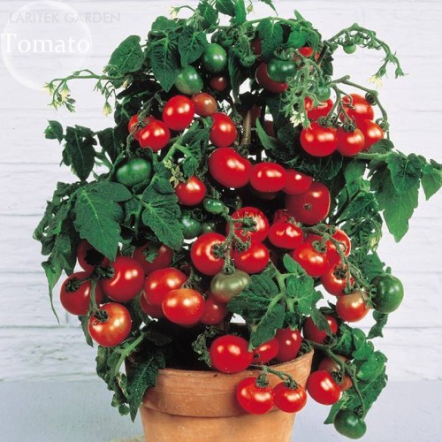 Heirloom Tiny Tim Dwarf Tomato Bonsai Fruits, 30 Seeds, a heavy yielder with clusters of fine flavored E3936