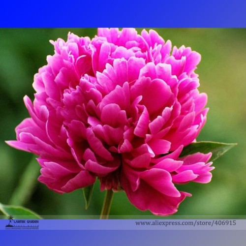 Rare 'Hong Lou Fei Cui' Red Peony Seedling Flower Seeds, Professional Pack, 5 Seeds / Pack, Light Fragrant Flowers E3256