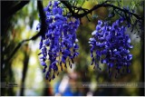 Rare Heirloom Dark Blue Wisteria Hybrid Flower Seeds, Professional Pack, 100 Seeds / Pack, Very Beautiful Fragrant Flower E3077