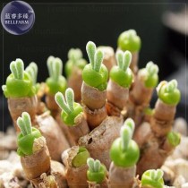 Monilaria obconica Seeds, 10 seeds, lovely green rabbit ears succulent bonsai plant seeds E4054