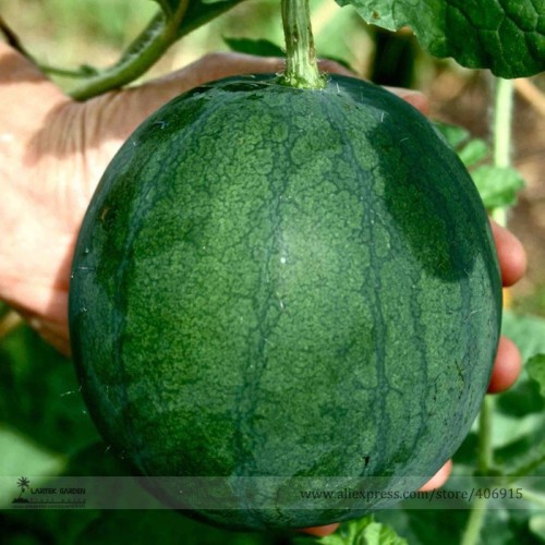 Organic Heirloom Small Sugar Baby Watermelon Citrullus Lanatus Seeds, Professional Pack, 10 Seeds / Pack Juicy Sweet E3340