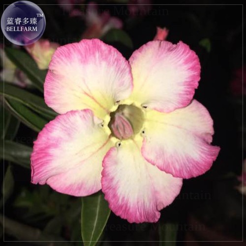 Imported 'sunset glow' Adenium Desert Rose Seeds, professional pack, 2 Seeds, yellow white pink colors single petals TS336T