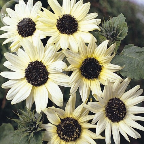 Small talian White Sunflower, 15 Seeds, ornamental annual flowers E3767