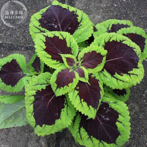 'Kong Lime Sprite' Coleus Herbs Seeds, Professional Pack, 20 Seeds, rare perillaseed green black big petals TS284T