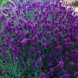 Hidcote Blue Provence Lavender, 20 seeds, fragrant cut flowers E3726