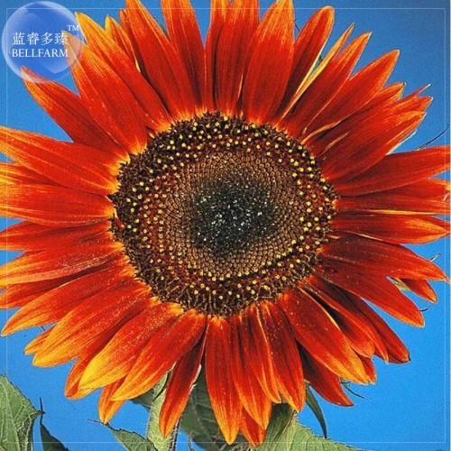 Evening Sun Sunflower, Professional Pack, 20 seeds, Tall Multiple Head Cut Flower E4046