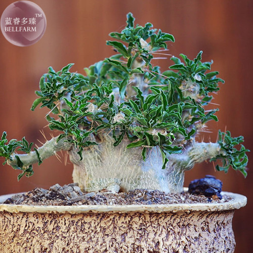 BELLFARM Pachypodium saundersii Bonsai Seed, only one seed, apocynaceae imported garden small tree seed BD135H