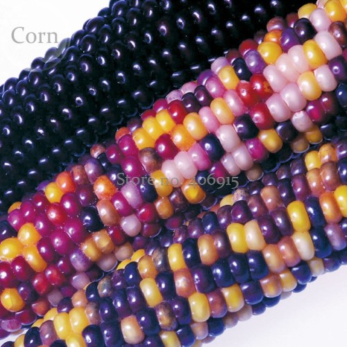 Heirloom Colorful Hybrid Corn, 20 Seeds, edible non-gmo vegetables E3571