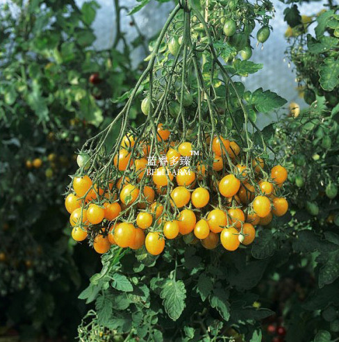 BELLFARM Cherry Tomato 'Yellow Grape' Fruit Seeds, 100 seeds, professional pack, open pollinated early high yield tomato