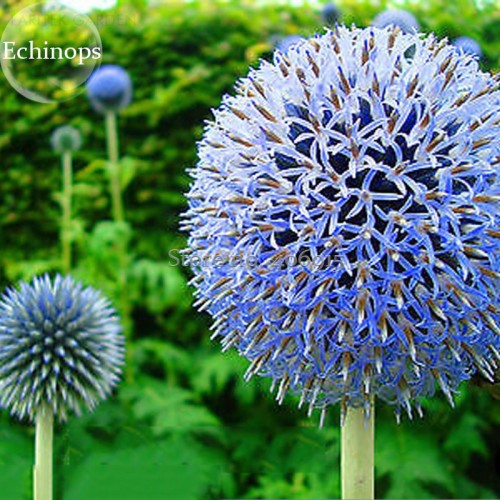 Blue Globe Thistle Echinops Big Onion Flowers, 50 Seeds, good-looking light up garden flowers E3708
