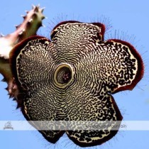 Edithcolea Grandis Succulent Carrion Flower Seeds approx 15 Seeds / Pack NF354
