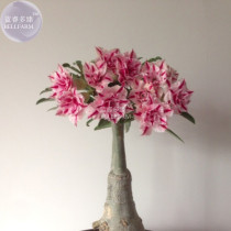 BELLFARM 'Feng Wu' Double Adenium Desert Rose, 2 Seeds, compact dense huge vibrant blooms pink petals with red stripe E3981