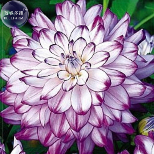 BELLFARM Dahlia Mixed Seeds, 50 seeds, professional pack, perennial dahlias for DIY home garden rare flowers