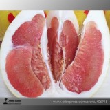 Heirloom Red Grapefruit Citrus maxima Hybrid Seeds, Professional Pack, 10 Seeds / Pack, Tasty Yuzu E3416