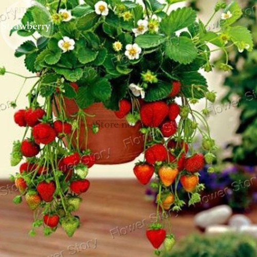 Hanging Giant Red Strawberry Fruits, 100 seeds, heirloom juicy sweet tasty strawberry E3800