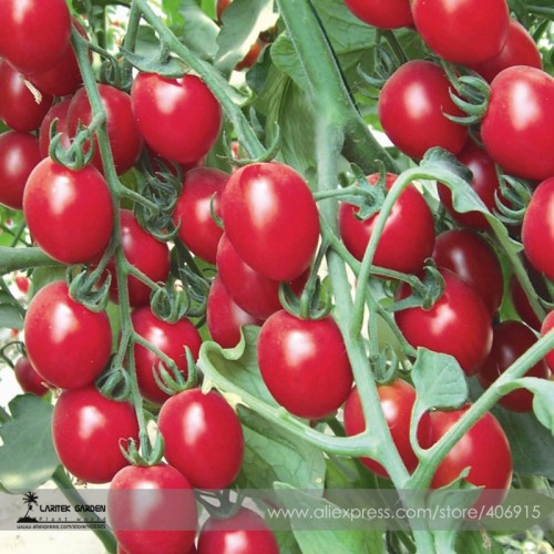 New 'Rose Red' Long Cherry Tomato Hybrid Seeds, Professional Pack, 100 Seeds / Pack,Tasty Fruit E3404