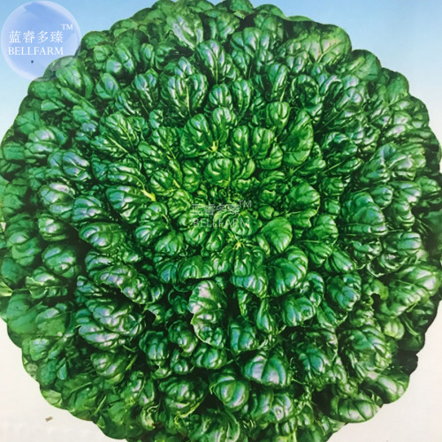 BELLFARM Wuta-tsai Brassica campestris Black Cabbage Vegetable Seeds, 5 packs, 100 seeds/pack, orgainic tasty Chinese vegetables