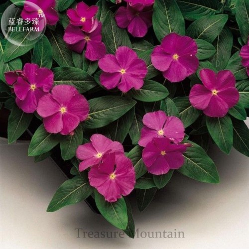 Heirloom Sunstorm Deep Purple Vinca Seeds, Professional Pack, 10 Seeds, Annual ornamental flowers TS280T