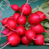 Heirloom Early Scarlet  Radish Vegetables, 50 Seeds, organic garden vegetables E3569