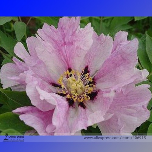 Heirloom 'Hui He' Single Petalled Pink Peony Flower Seeds, Professional Pack, 5 Seeds / Pack, Light Fragrant Flowers E3175