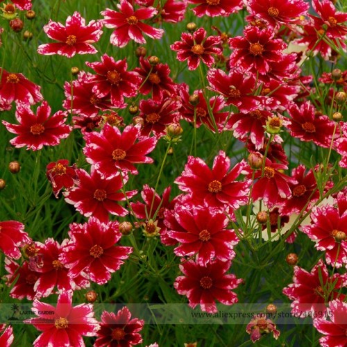 Rare Hardy Multi-color Jewel Ruby Frost Coreopsis Flower Seeds, Professional Pack, 20 Seeds / Pack, Beautiful Garden Flowers