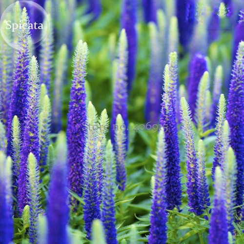 Blue Spiked Speedwell Veronica Spicata, 50 seeds, Perennial Rockery Flowers E3725