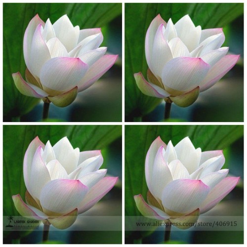 Heirloom White Nelumbo Nucifera w/ Red Top Lotus Flower Seeds, Professional Pack, 1 Seed / Pack, Light Fragrant Flower E3128