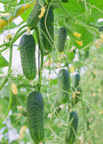 BELLFARM Cucumber Japanese Crisp Tender Tasty Vegetable Seeds, 50 seeds, high-yield heirloom home garden climbing vegetables