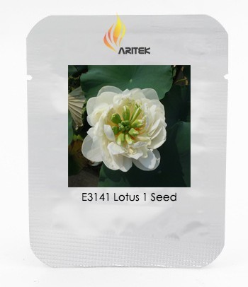 Heirloom Fragrant White Wrinkled Nelumbo Nucifera Lotus Seeds, Professional Pack, 1 Seed / Pack, Rare Lotus E3141