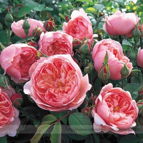 Rare Dark Pink Cupped Flat Double Bloom Rose Shrub Flower Seeds, Professional Pack, 50 Seeds / Pack, Fragrant Upright Rose NF784