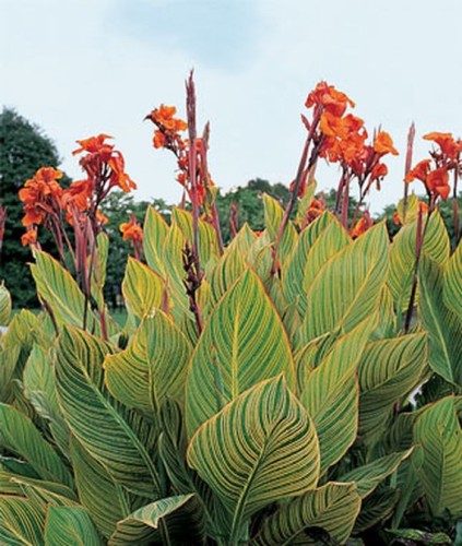 Imported Mixed 5 Types of Canna Flowers, Professional Pack, 5 Seeds, deep red yellow orange hybrid colorful red colors E3990