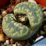 Lithops otzeniana acf. 'Aquamarine' Living Stone Seeds, Professional Pack, 10 Seeds, green succulent with white flowers TS277T