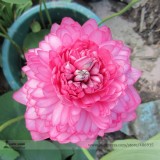 New Bonsai Balcony Red Multi-petalled Lotus Flower Seeds, Professional Pack, 1 Seed / Pack, Fragrant Beautiful E3165