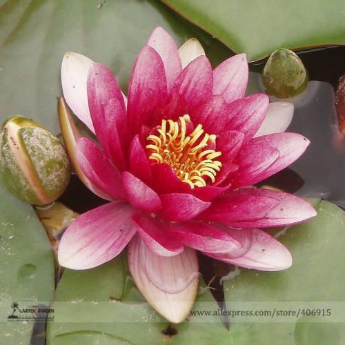 Heirloom Purple Red Water Lily Seeds, Professional Pack, 1 Seed / Pack, Water Nymph Potted Balcony E3161