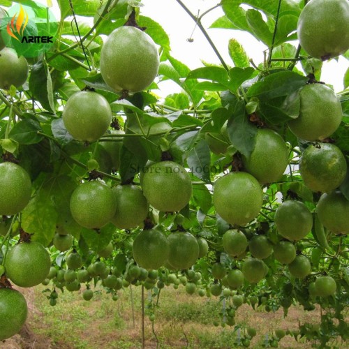 New Passiflora Edulis Passion Fruit Seeds, 30 Seeds, Professional Pack, Edible Tasty Juicy Fruit E3510