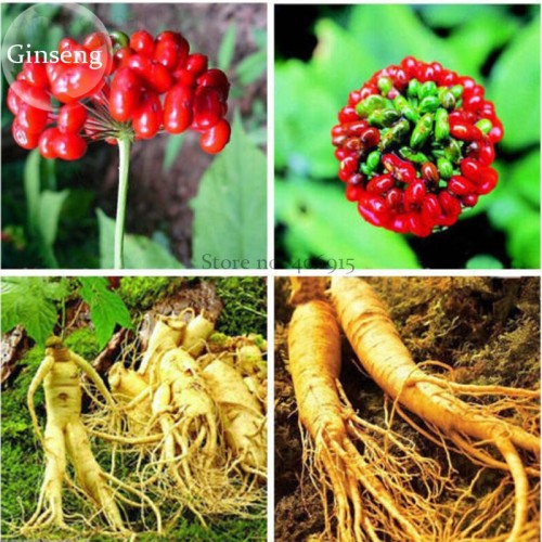 Chinese / Korean Panax Ginseng Seeds, 6 seeds, Hardy Rare Wild Herbal Plants E3759