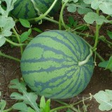 Dark Green Skin Red Watermelon 'Tian Chang' Organic Seed, 1 Professional Pack, 20 Seeds / Pack, Very Sweet 13% Sugar Melon Fruit