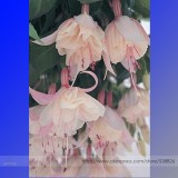 100 Fuchsia Seeds, Bonsai Hanging Flowers F.Alba Coccinnea DIY Planting Flowers NF880