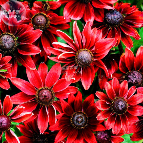 BELLFARM Cherry Dark Red Black Eyed Coneflowers Echinacea Seeds, 200 seeds, heirloom pereenial flowers big flowers