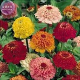 Zinnia Scabiosa Flowered Mix Seeds, Professional Pack, 50 seeds, brushy big blooms flowers youth-and-old-age E4047