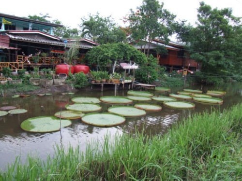 Victoria Amazonica Giant Waterlily Seed, Professional Pack, 5 Seeds / Pack, Rare Giant Lotus Aquatic Plant #E3485