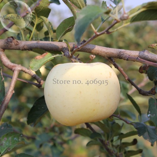 High yield Big White Sweet Apple, 10 Seeds, tasty crisp organic apple tree E3964