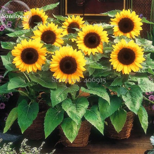 Heirloom Bonsai Short-stem Balcony Yellow Sunflowers, 15 seeds, ornamental garden plants E3707