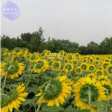 BELLFARM Giant Sunflowers Seeds, 6 seeds, original pack, hybrid annual univalved single-headed flowers giant flower disk A297