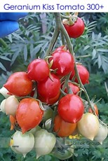 Rare Geranium Kiss Tomato Seeds, Professional Pack, 300 Seeds / Pack, Heirloom Organic Tomato #LG00010