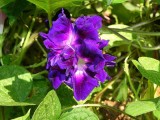 Purple Hige & Solid Morning Glory, 50 seeds, open with 5 split petals or a solid petal E4000