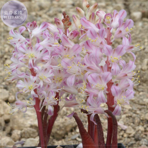 BELLFARM Lachenalia patula Imported Seeds, 5 Seeds, Professional Pack, whitish pink perennial flowers BD093H