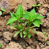 BELLFARM Giant Pepper Seeds Giant Marconi Hybrid Sweet Pepper, DIY Home Garden Vegetable Plant NF881